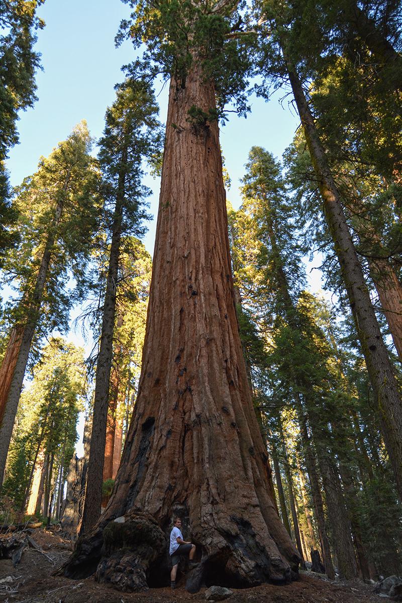 Sekvoje a Kuba Sekvoje a Kuba